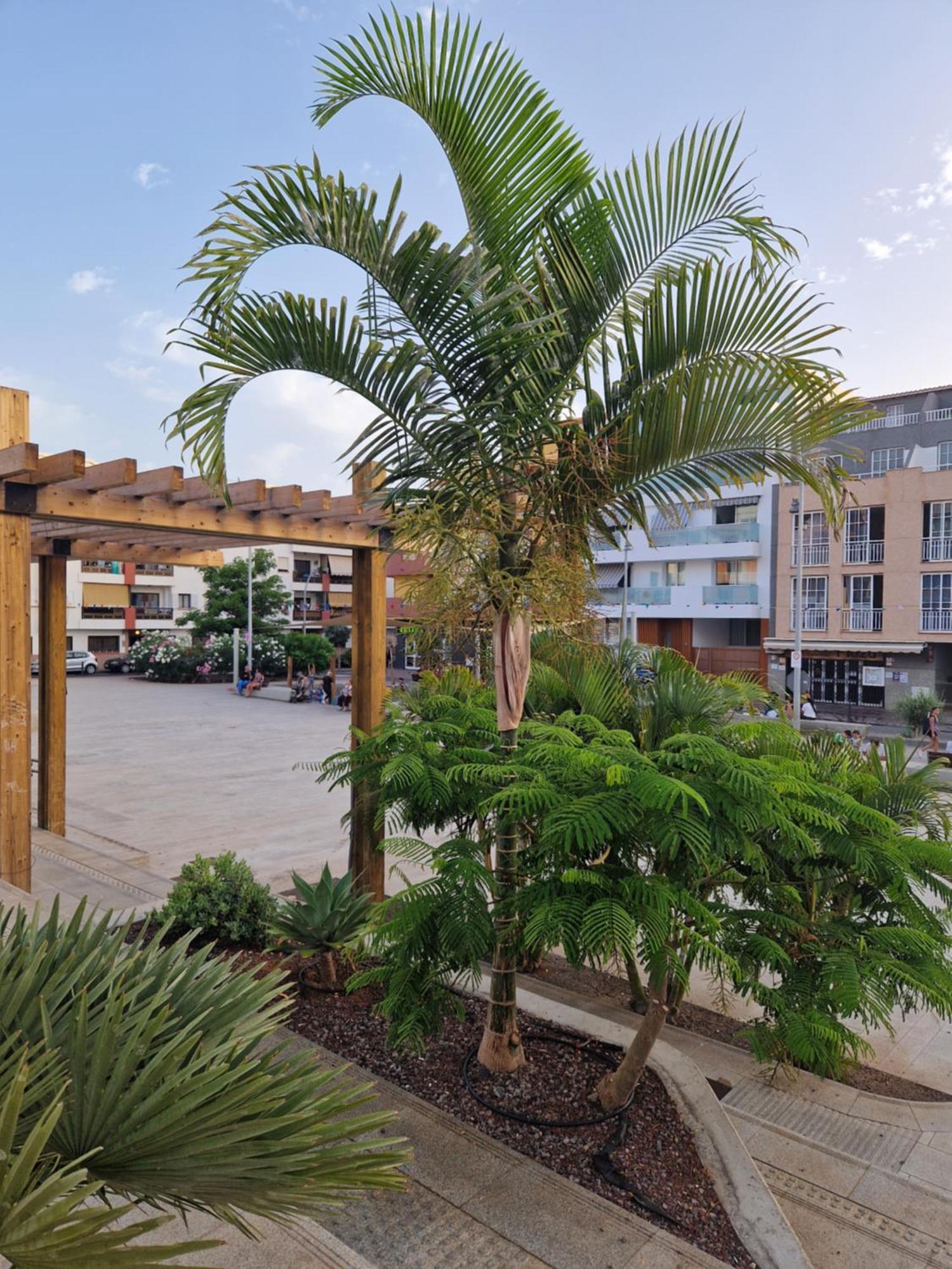Studia Puerto De Santiago Apartment Puerto de Santiago  Ngoại thất bức ảnh